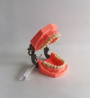 Bunte bürstende zahnmedizinische Plastikzähne modellieren Removable