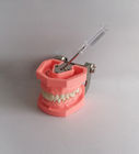 Bunte bürstende zahnmedizinische Plastikzähne modellieren Removable